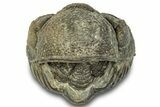 Wide Enrolled Morocops Trilobite - Morocco #323214-2
